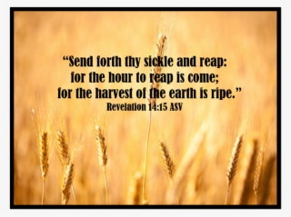 2019 Itinerary - Einkorn Wheat #9743544