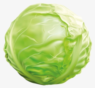 Cabbage - Дидактична Гра Учимося Варити Борщ #9744826