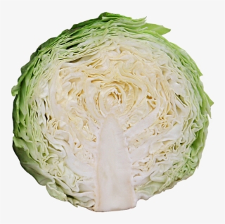 Small Size Cabbage With Early Maturity Characteristic - Savoy Cabbage #9745010