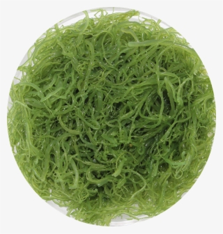 Artificial Turf #9745663