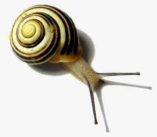 Snail Png Pic - Snail Free #9747575