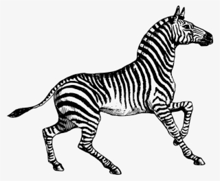 This Png File Is About Africa , Zebra , Animal , African - Zebra Line Art #9747688