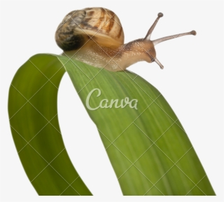Snail On Leaf - Sea Snail #9748540