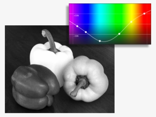 Example Of Normal Spectral Response Example Of Red - Winter Squash #9750325