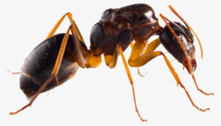 Ant #9753263