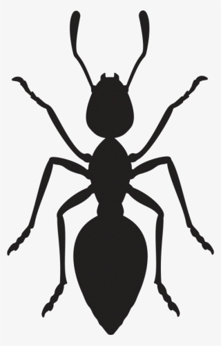 Is Your Agency An Ant - Ants Vector Png #9753678
