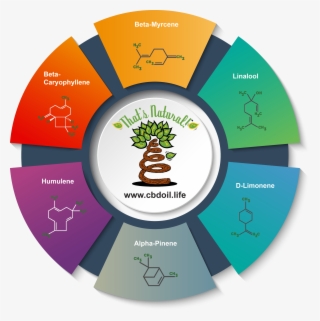 Major Terpenes In Natural Full-spectrum Cbd #9753679