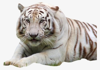 White Tiger - Mga Hayop Na Ligaw At Endangered Animals #9753779