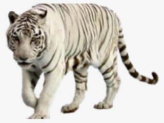 White Tiger Clipart Graffiti - Transparent Background White Tiger Png #9753828
