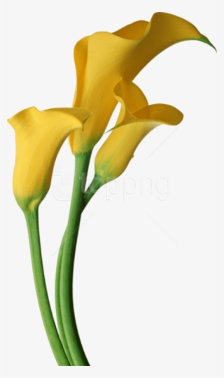 Free Png Download Yellow Transparent Calla Lilies Flowers - Yellow Calla Lily Clipart #9753949