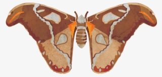 Gonimbrasia Belina #9754116