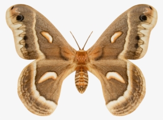 The Texture Mill #9754385