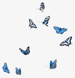 Blue White Black Butterflies Butterfly Polyvore Moodboard - Butterfly Overlay Png #9754998