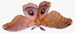Except For Fall And Winter It Is Bug Season In Most - Luna Moth #9755144