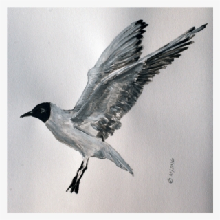 Seagull - Laughing Gull #9755148