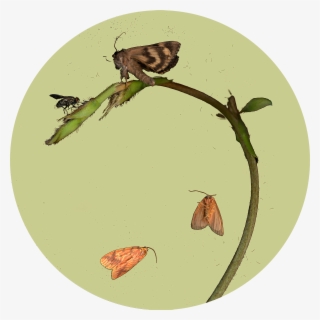 “untitled ”, - Moth #9755290