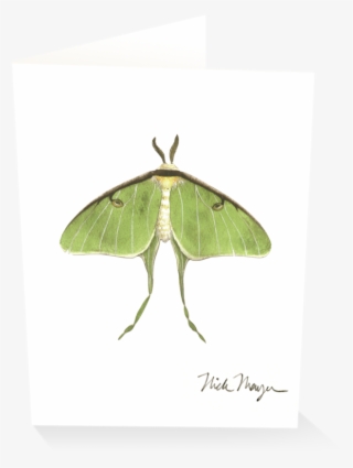 Sign Up And Get 10% Off - Luna Moth #9755340