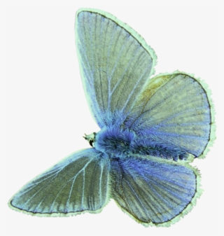 Green Blue Moth Polyvore Moodboard Filler - Lepidoptera #9755404