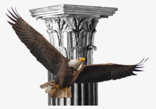 Bald Eagle #9758050 Bald Eagle #9758050