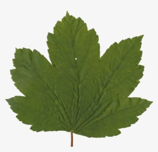 Nature Leaves - Maple Leaf #9758622