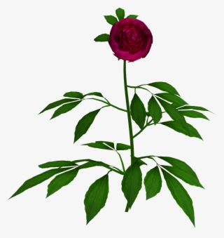 Hybrid Tea Rose #9760041