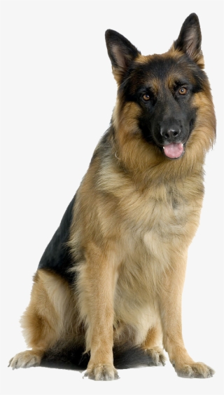German Shepherd Puppies, Dogs And Puppies - German Shepherd Dog Png #9762558