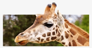 Home San Diego Zoo Kids Giraffe - Animals That Have A Mane #9763745