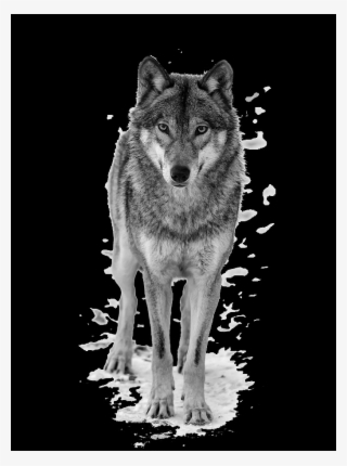 Wolf #9763849