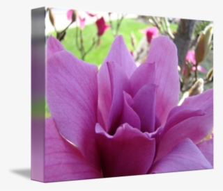 Flower Pink Art Spring Tree By Baslee - Lotus #9763922 Flower Pink Art Spring Tree By Baslee - Lotus #9763922