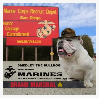 Come And Say Hi To Our Special Guests Celebrities, - Olde English Bulldogge #9765513