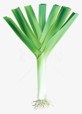 Download Fresh Garlic Free Png Images Background - Garlic Fresh Png #9765995