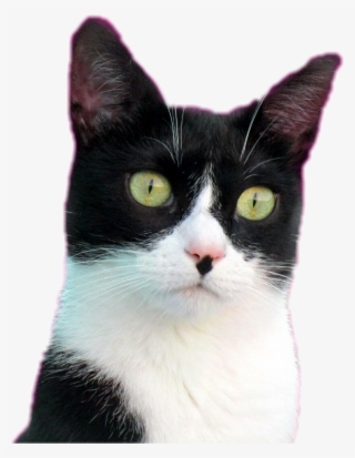 #cat #animals #cute #kitty #cats #catsofpicsart - Domestic Short-haired Cat #9766627