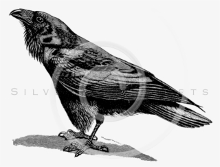 Raven Bird Transparent Png - Transparent Bird Illustration Black And White #9767330