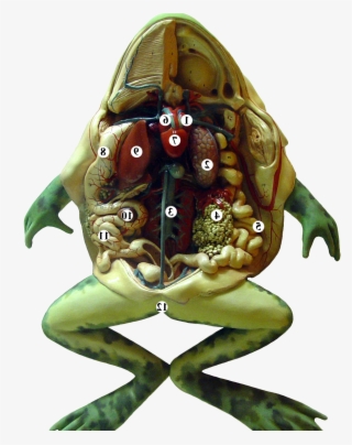 Frog Is A Amphibian Type Animal - Cartoon #9769895