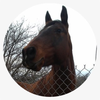 Jonjohnphenomenon - Sorrel #9774319