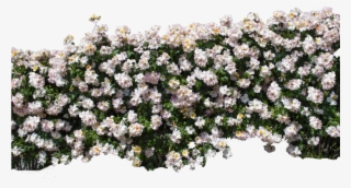 Go To Image - White Rose Wall Png #9774954