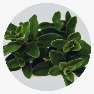 Marjoram - Marjoram Bunch #9775087