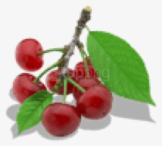 Download Twig Of Cherry Clipart Png Photo - Cherry #9776753