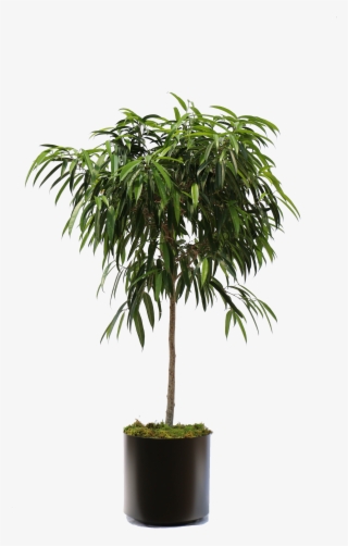 Overview Of The Many Plants We Can Bring To Your Office - Ficus Alii #9777463