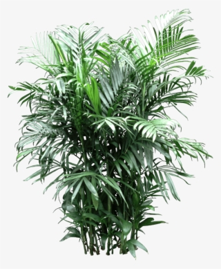 Bamboo Palm #9777607