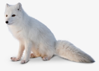 The Fur Gives The Fox Warmth And Traction, Allowing - El Zorro Del Artico #9779152