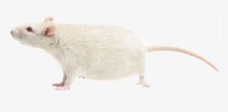 Rat Png Free Download - Mouse #9779157
