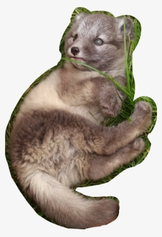 #polarfuchs #baby #fox - North American River Otter #9779480