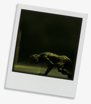 Molts Again, Changes To Senior Demodog - Picture Frame #9783456