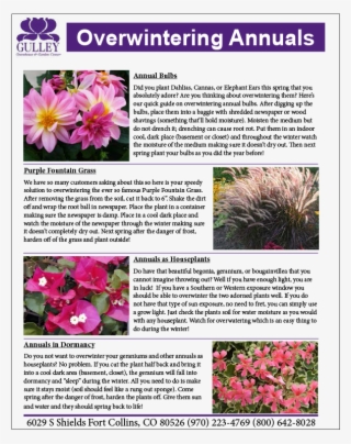 Overwintering-annuals - African Daisy #9785205