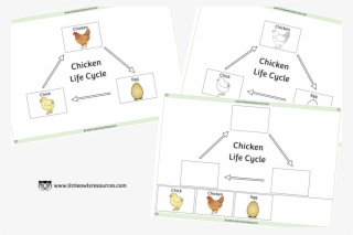Chicken Life Cycle Cover #9786718