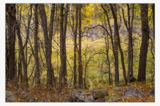 Ash Tree Stand In Fall - Treestand #9788903 Ash Tree Stand In Fall - Treestand #9788903