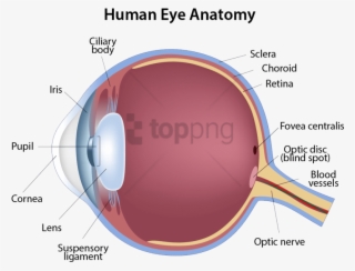 Free Png Structure Of The Eye Png Image With Transparent - Structure Of The Eye #9789958
