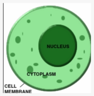 The Function Of Cytoplasm In A Plant Cell Is That It - Cell Membrane Cytoplasm Nucleus #9795051