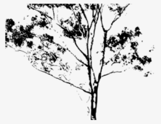 Eucalyptus Clipart Gum Tree - Clip Art #9798830